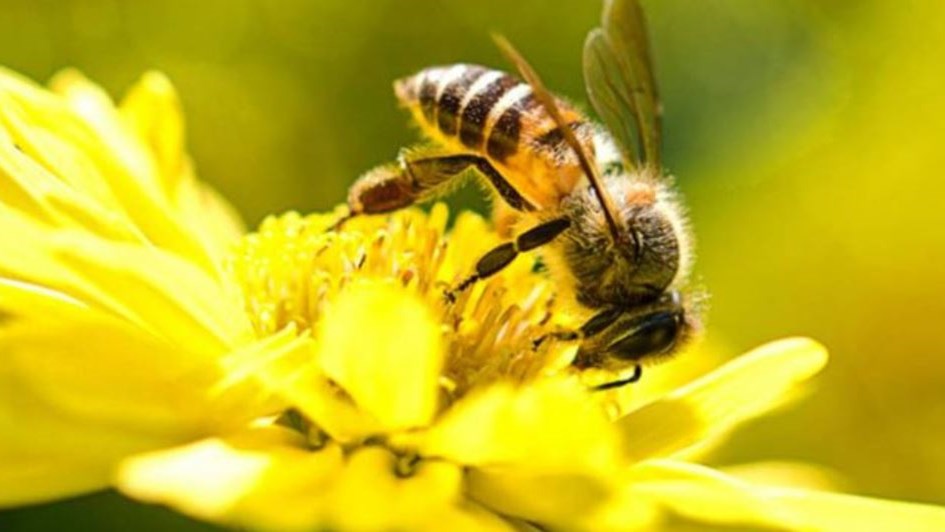 Οι μέλισσες μπορούν να κατανοήσουν το… μηδέν