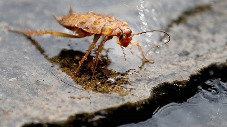 Αυτή η είδηση προκαλεί ανατριχίλα – Οι κατσαρίδες λατρεύουν να μπαίνουν στα ανθρώπινα αυτιά
