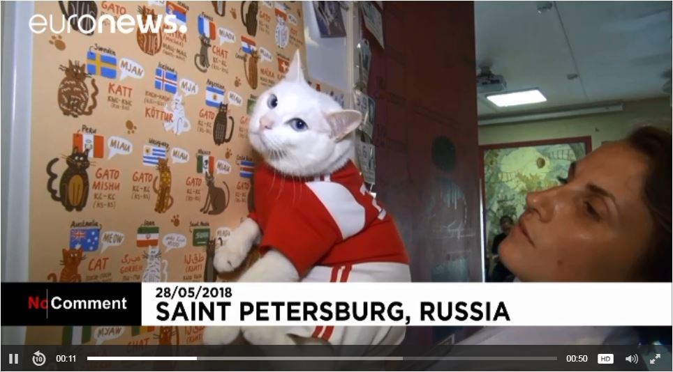 Ξεχάστε το χταπόδι-Πυθία – Έρχεται ο γάτος-μάντης που θα προβλέπει τους νικητές του Μουντιάλ – ΒΙΝΤΕΟ