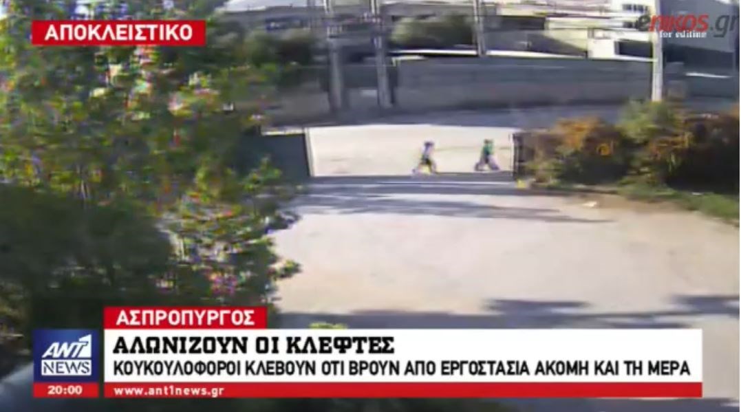 Άγρια Δύση ο Ασπρόπυργος – Αλωνίζουν οι κλέφτες μέρα μεσημέρι – ΒΙΝΤΕΟ