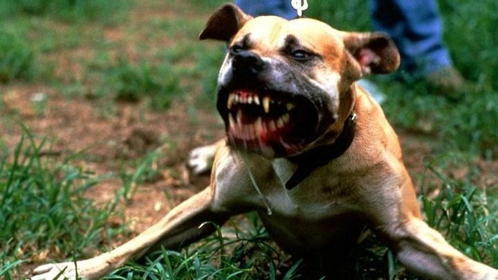 Αδέσποτα πίτμπουλ επιτέθηκαν σε ζευγάρι – Σώθηκαν με επέμβαση της αστυνομίας