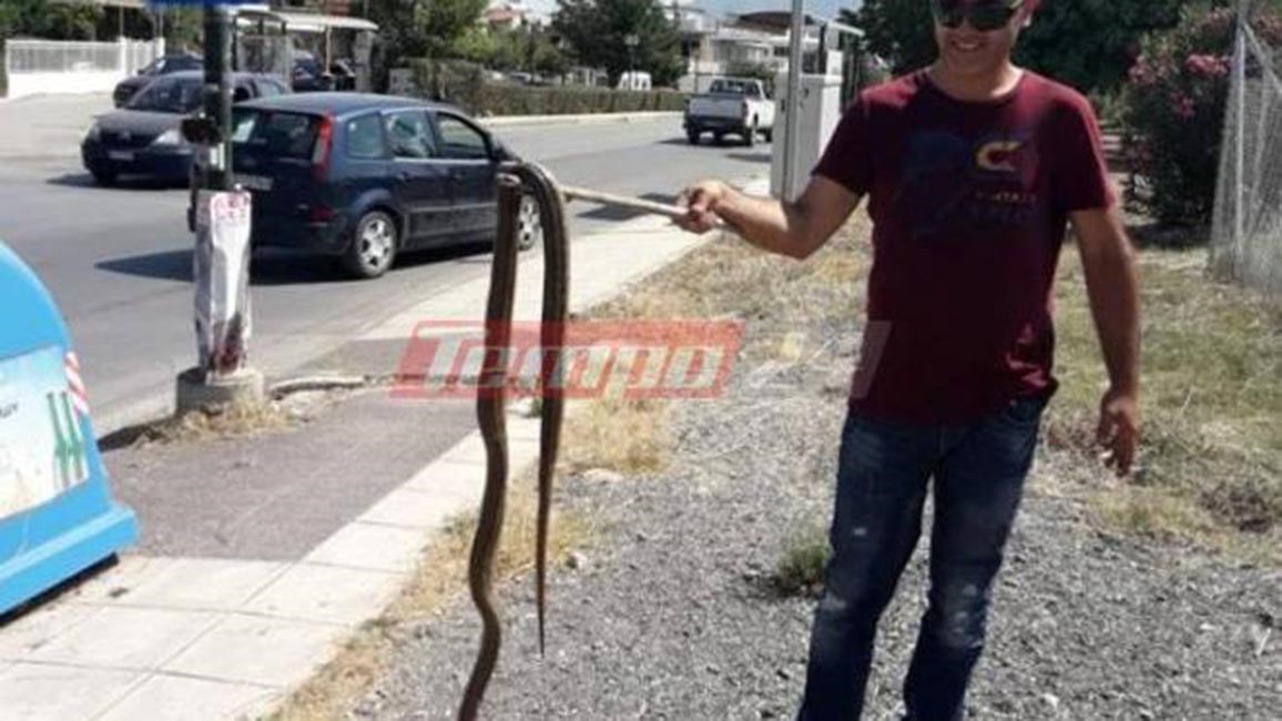 Πανικός στην Πάτρα: Είδαν φίδι…2,5 μέτρων να βολτάρει στον δρόμο – ΦΩΤΟ