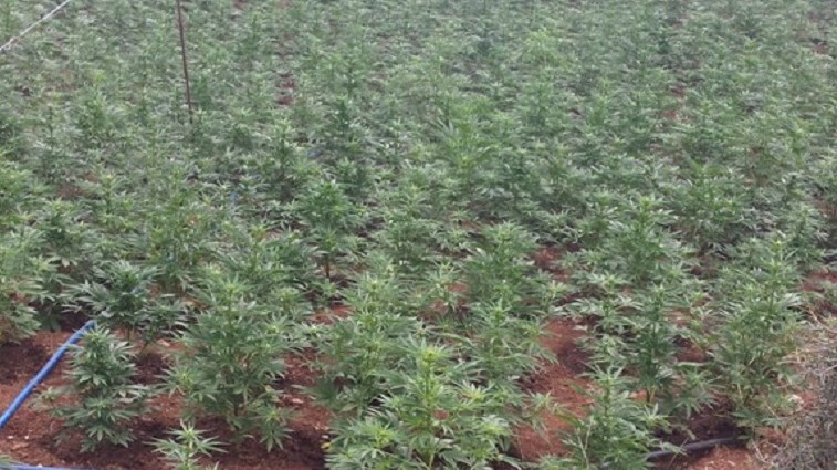 Φυτείες με χιλιάδες χασισόδεντρα εντόπισε ελικόπτερο της ΕΛ.ΑΣ. – ΦΩΤΟ