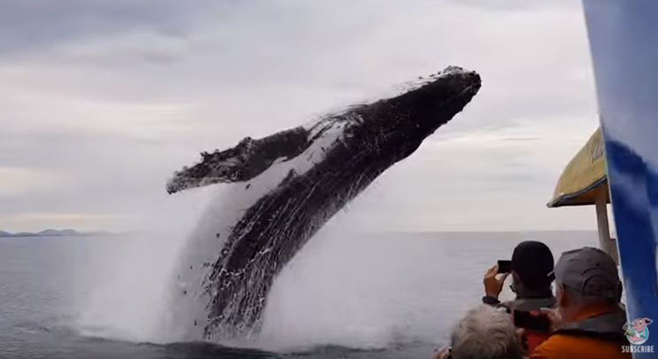 Κάμερα καταγράφει φάλαινα να κάνει εντυπωσιακή «πιρουέτα» δίπλα σε τουρίστες – ΒΙΝΤΕΟ