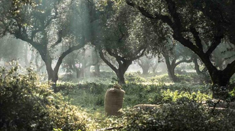 Προκήρυξη για 752 θέσεις στο υπουργείο Αγροτικής Ανάπτυξης