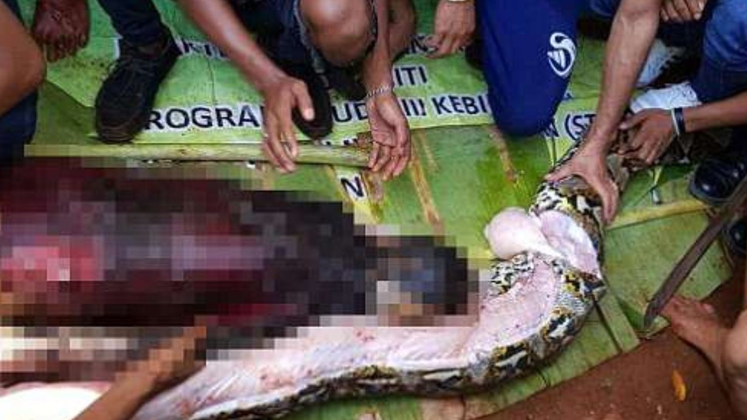 Φρίκη – Πύθωνας έφαγε ζωντανή 54χρονη στην Ινδονησία – ΠΡΟΣΟΧΗ ΣΚΛΗΡΕΣ ΕΙΚΟΝΕΣ – ΦΩΤΟ – ΒΙΝΤΕΟ