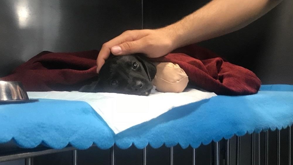 Τουρκία: Η άγρια κακοποίηση ενός κουταβιού επηρέασε την πολιτική ατζέντα ενόψει των εκλογών