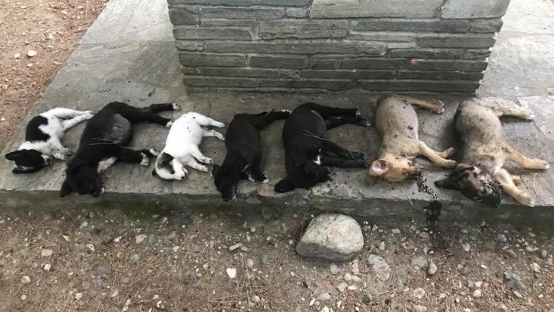 Μαζική δηλητηρίαση κουταβιών στην Κομοτηνή – ΣΚΛΗΡΕΣ ΕΙΚΟΝΕΣ