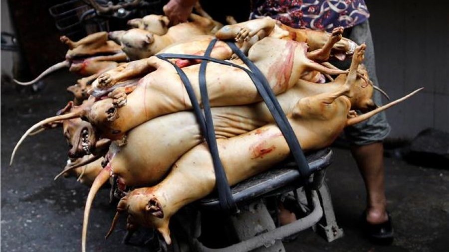 Δικαστήριο στην Νότια Κορέα απαγόρευσε την σφαγή σκύλων για το κρέας τους