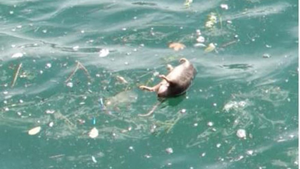 Εικόνες – Σοκ: Γέμισε νεκρά ποντίκια ο Θερμαϊκός – ΦΩΤΟ – ΒΙΝΤΕΟ