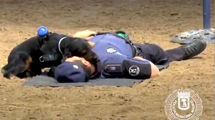 Αυτός ο σκύλος μπορεί να σώσει ζωές- ΒΙΝΤΕΟ