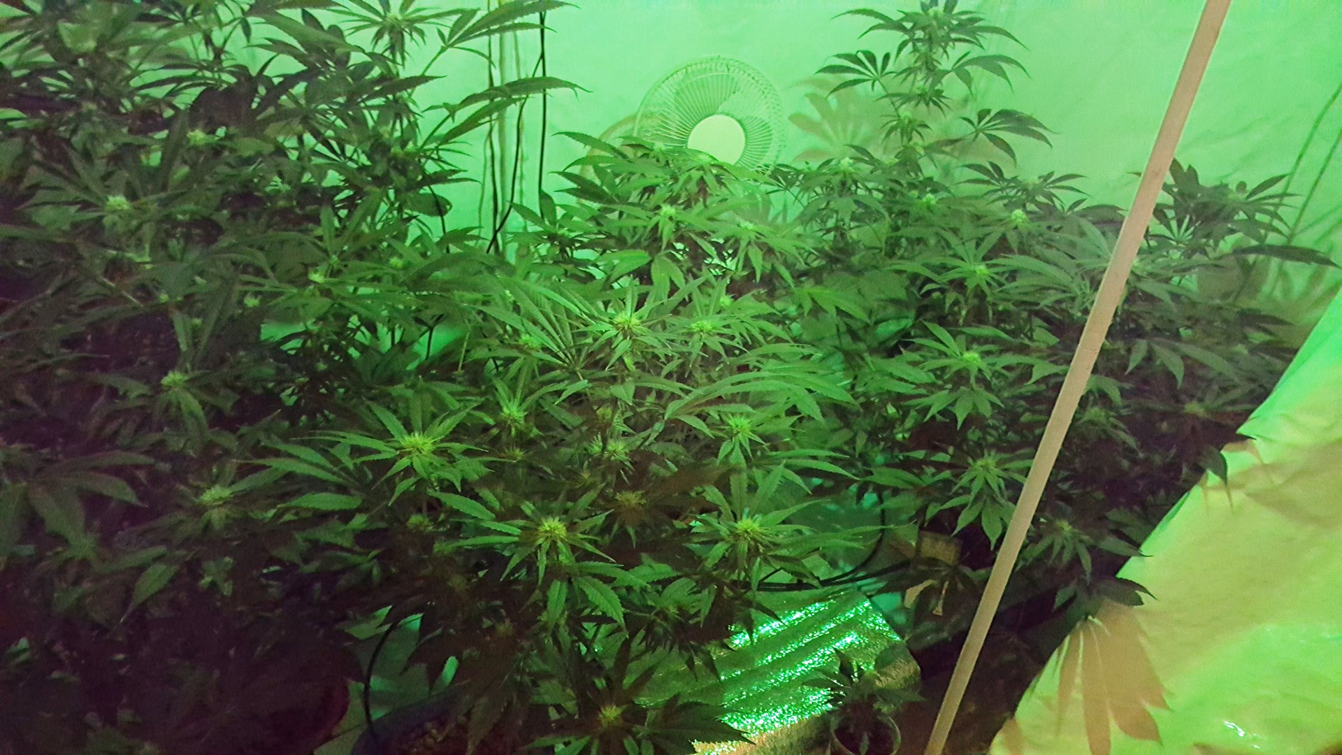 Είχαν κάνει τα σπίτια τους εργαστήρια κάνναβης – ΦΩΤΟ – ΒΙΝΤΕΟ