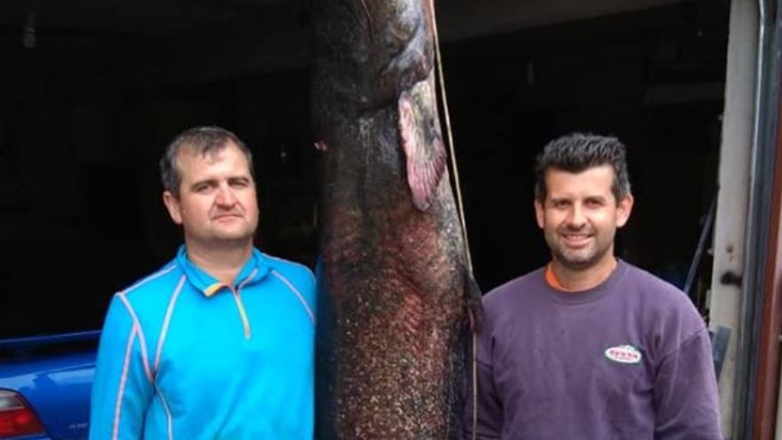 Έπιασαν ψάρι 2,30 μέτρων στη λίμνη Πολυφύτου στην Κοζάνη – ΦΩΤΟ