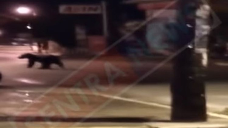 Αρκούδα κόβει βόλτες σε πλατεία της Καστοριάς – ΒΙΝΤΕΟ