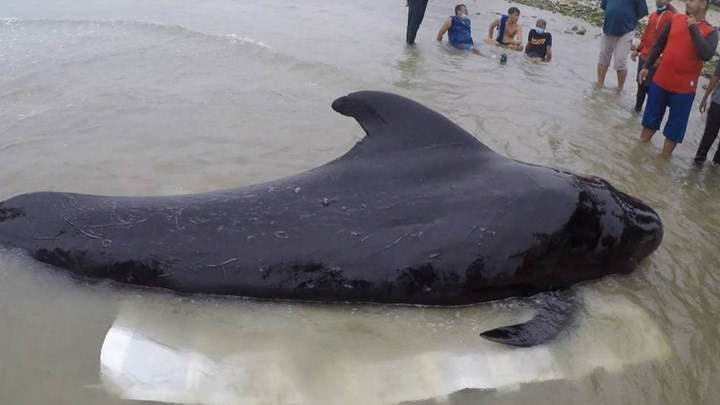Κίνδυνος έκρηξης από κουφάρι φάλαινας 18 τόνων σε παραλία της Αυστραλίας