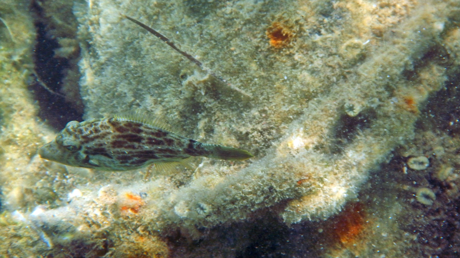 Εντοπίστηκε στην Καραθώνα εξωτικό ψάρι- ΦΩΤΟ