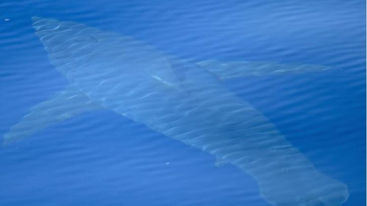 Τρόμος για τους λουόμενους στη Μαγιόρκα – Εμφανίστηκε λευκός καρχαρίας πέντε μέτρων  – ΦΩΤΟ
