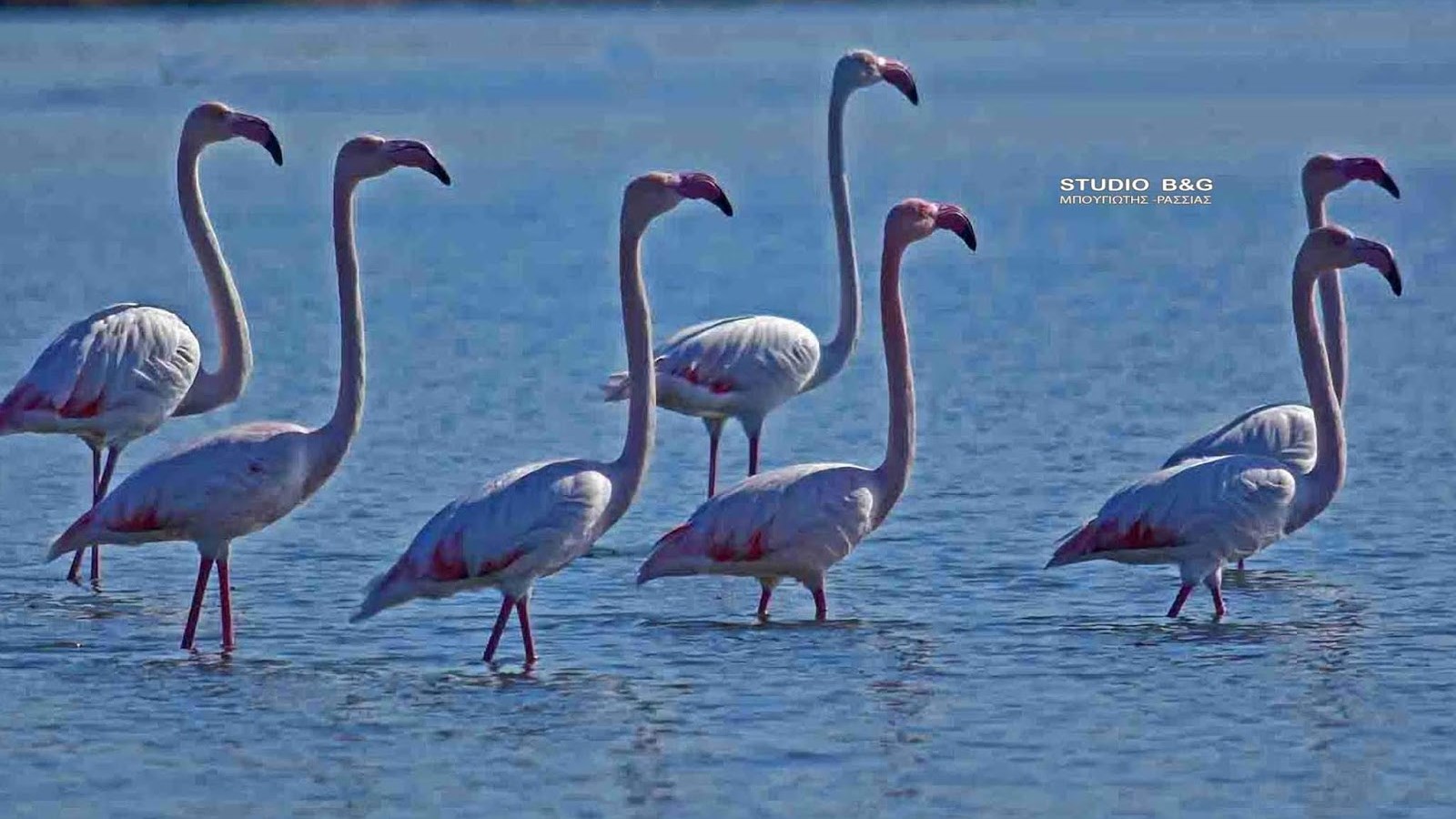 “Επιδρομή” φλαμίνγκο στο Ναύπλιο- Εντυπωσιακές φωτογραφίες