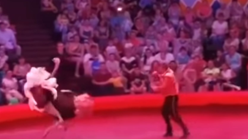 Χαμός – Η στρουθοκάμηλος… το έσκασε – ΒΙΝΤΕΟ