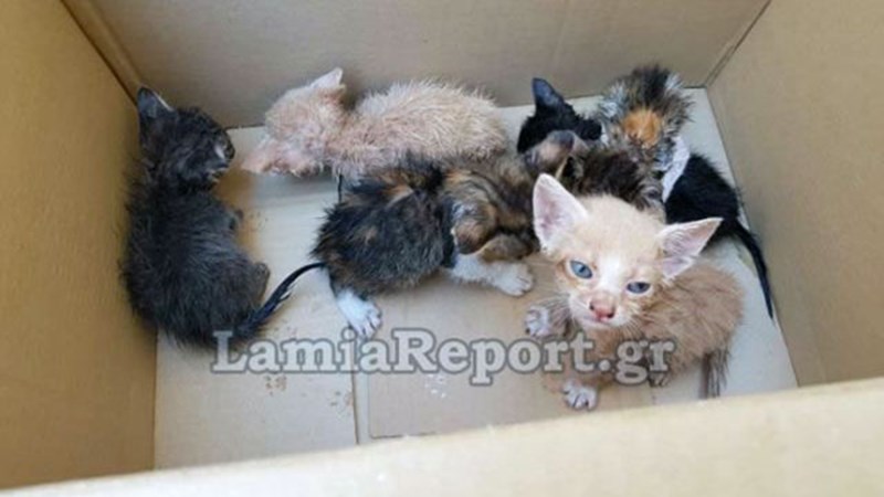 Μόνο ντροπή – Ασυνείδητος πέταξε 6 νεογέννητα γατάκια στα σκουπίδια – ΦΩΤΟ – ΒΙΝΤΕΟ
