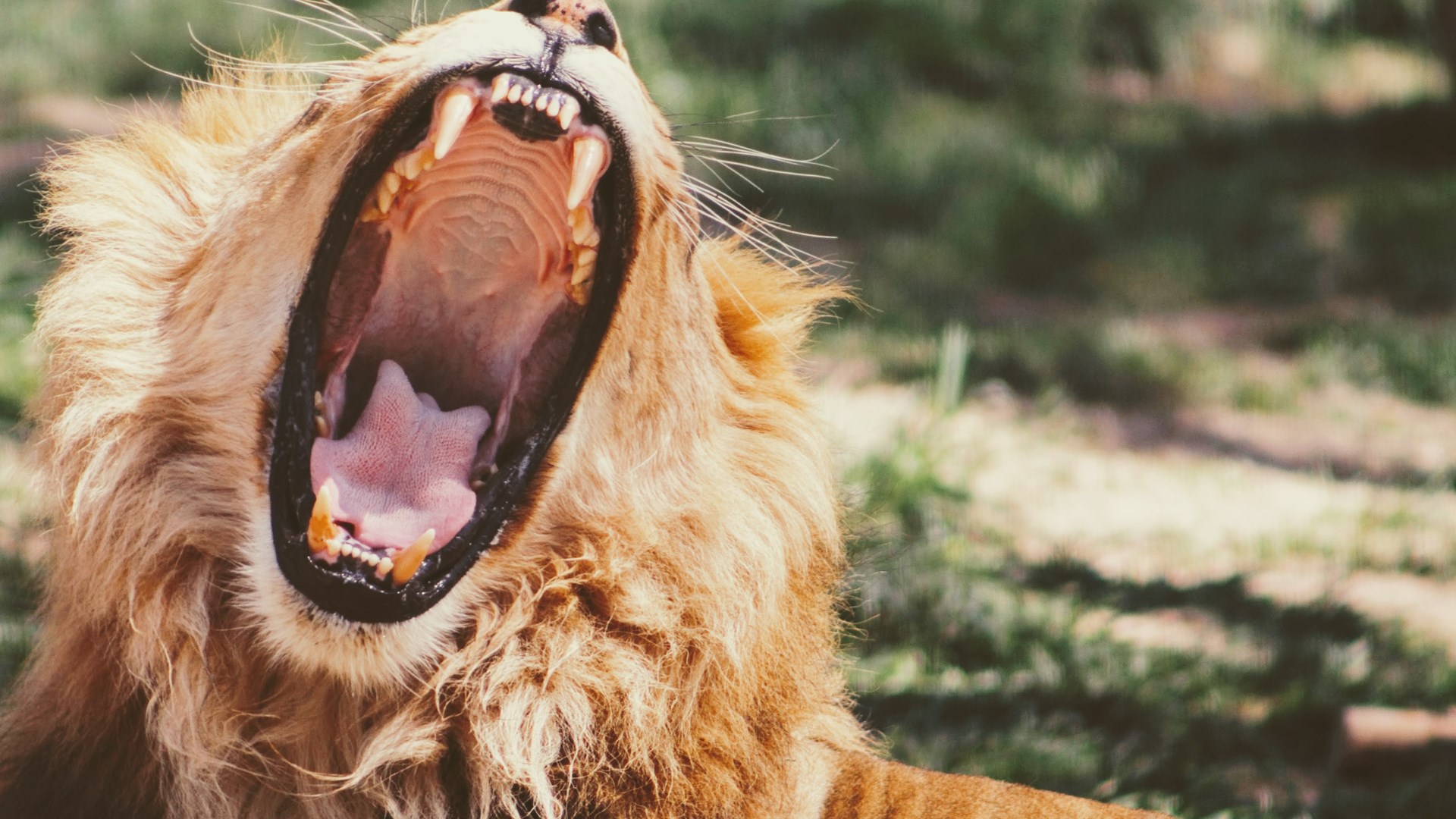 Λιοντάρια κατασπάραξαν τουλάχιστον δύο λαθροθήρες ρινόκερων σε πάρκο σαφάρι – ΒΙΝΤΕΟ