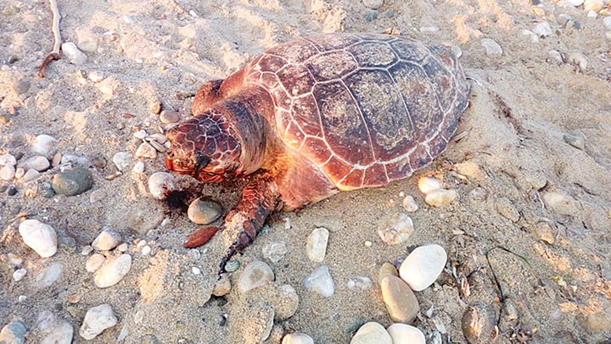 Θλιβερές εικόνες: Δύο νεκρές χελώνες σε παραλίες της Θράκης – ΦΩΤΟ