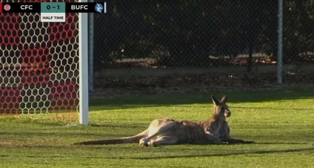 Καγκουρό εισβάλλει στον αγωνιστικό χώρο και διακόπτει ποδοσφαιρικό αγώνα – ΒΙΝΤΕΟ