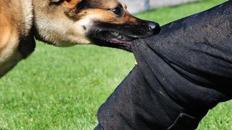 Στο νοσοκομείο κατέληξαν δύο άνδρες από επιθέσεις σκύλων