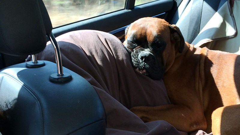 Άφησε τον σκύλο του κλεισμένο στο αυτοκίνητο και το πλήρωσε ακριβά