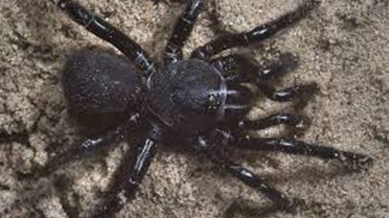 Συναγερμός στην Ηλεία: Πέντε κρούσματα με συμπτώματα από τσίμπημα μαύρης αράχνης