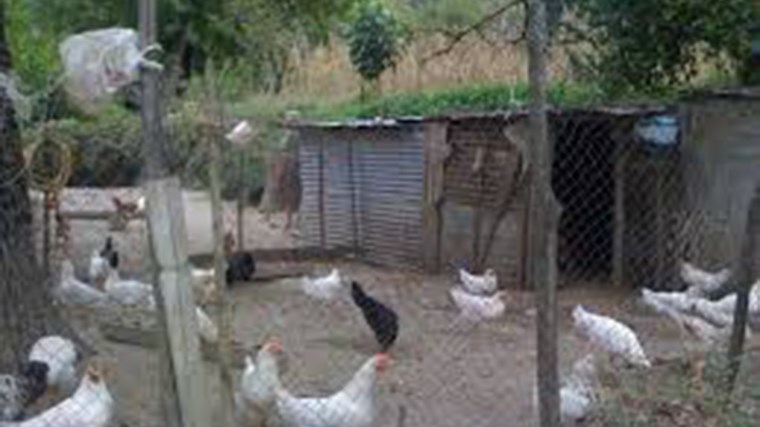 Τραγωδία: Τον βρήκαν νεκρό στο κοτέτσι