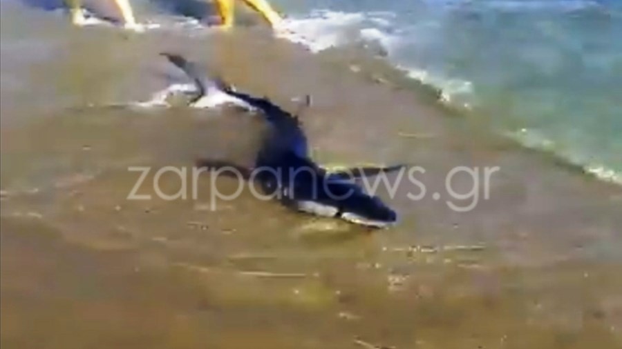 Χαμός σε παραλία των Χανίων – Κολυμπούσαν αμέριμνοι και είδαν…καρχαρία – Σοκαριστικό ΒΙΝΤΕΟ