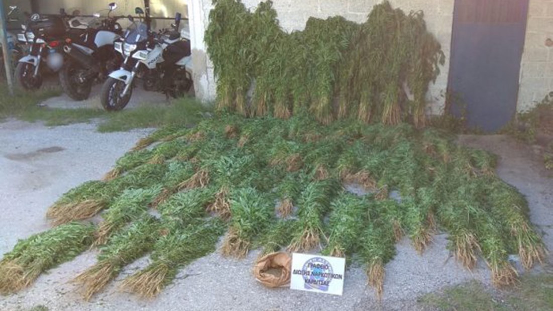 Μεγάλη γκάφα – Η κάνναβη ήταν… νόμιμη – ΦΩΤΟ