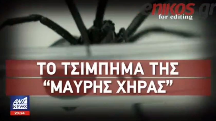 Συναγερμός για το τσίμπημα της “μαύρης χήρας” – Ποια τα συμπτώματα – Τι να κάνετε αν σας δαγκώσει – ΒΙΝΤΕΟ