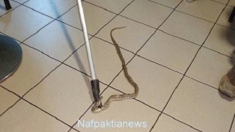 Σκηνές απείρου κάλλους στη Ναύπακτο – Φίδι “έκοβε βόλτες” μέσα σε καφετέρια