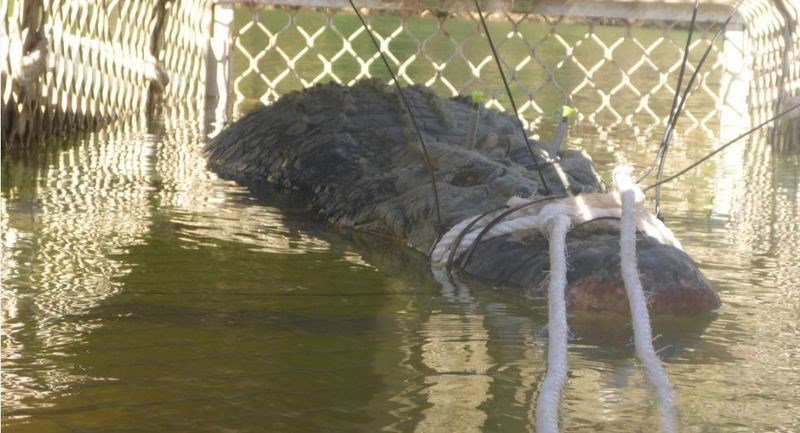 Αυστραλία: Στην παγίδα πελώριος θαλάσσιος κροκόδειλος έπειτα από 8 χρόνια αναζήτησης – ΦΩΤΟ