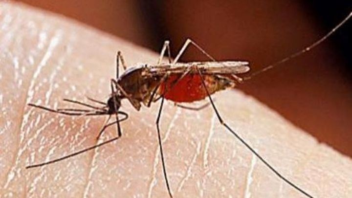 Συναγερμός για τον ιό του Δυτικού Νείλου- Ηλικιωμένη γυναίκα το πρώτο κρούσμα