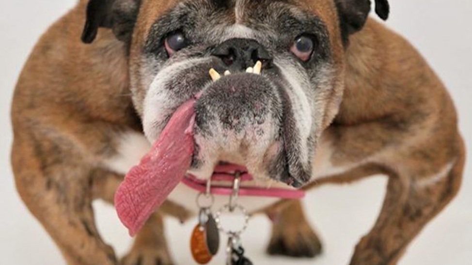 Πέθανε ο πιο άσχημος σκύλος του κόσμου λίγο μετά τη νίκη του στο διαγωνισμό – ΦΩΤΟ