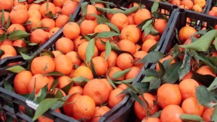 Δεσμεύτηκαν πάνω από δύο τόνοι πορτοκάλια σε επιχείρηση του Πειραιά