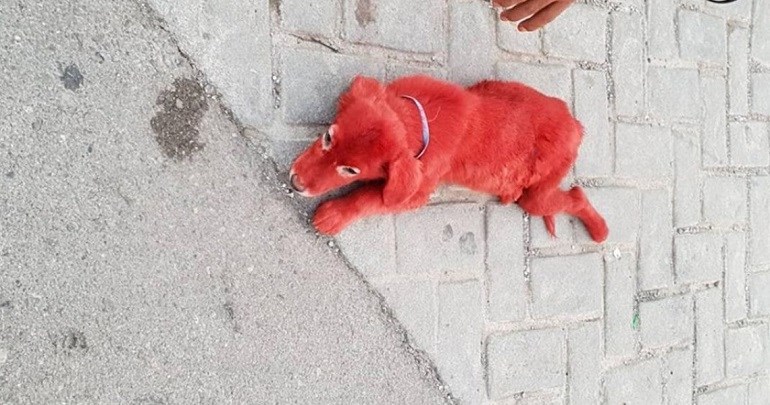Φρίκη στη Χαλκίδα – Ασυνείδητοι έβαψαν κουτάβι με κόκκινη βαφή μαλλιών – ΦΩΤΟ