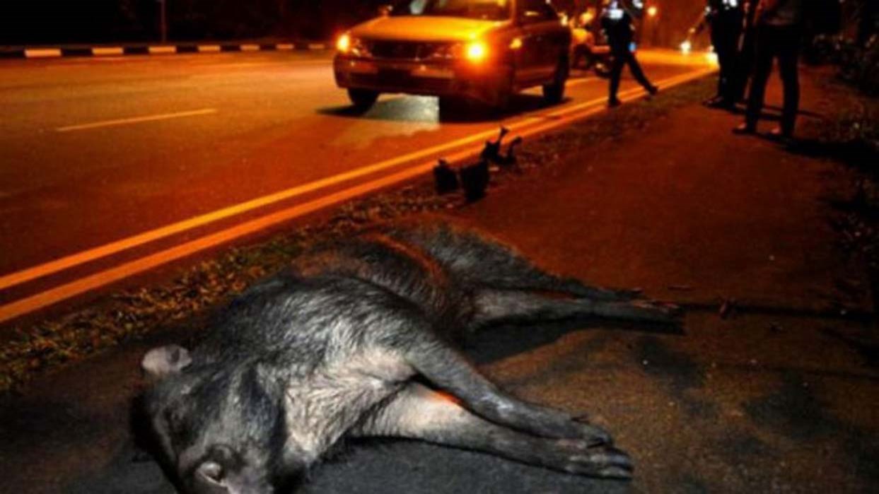 Πρωτοφανές τροχαίο στην Λαμία – Οδηγός τράκαρε με… αγριογούρουνο