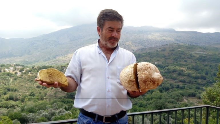 Ένα τεράστιο μανιτάρι εντοπίστηκε για πρώτη φορά στην Κρήτη – ΦΩΤΟ
