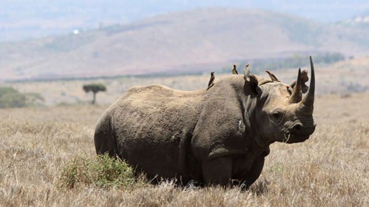 Οκτώ μαύροι ρινόκεροι δηλητηριάστηκαν από αλάτι στο νερό και πέθαναν