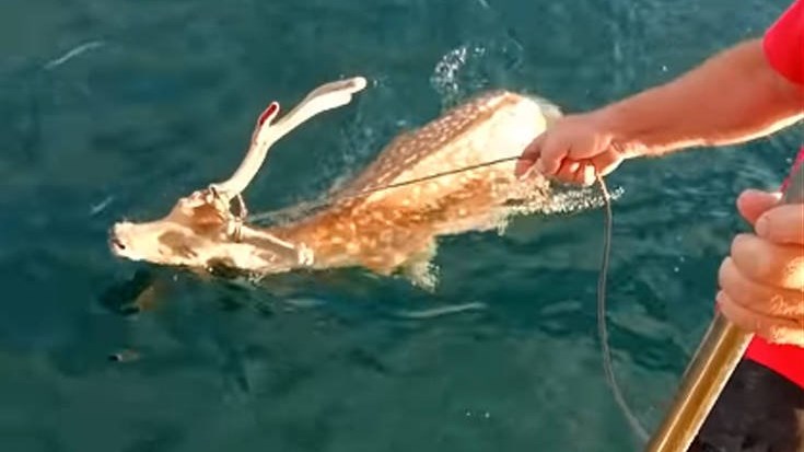 Πήγε για ψάρεμα στην Εύβοια αλλά τελικά διέσωσε… ελάφι- ΒΙΝΤΕΟ