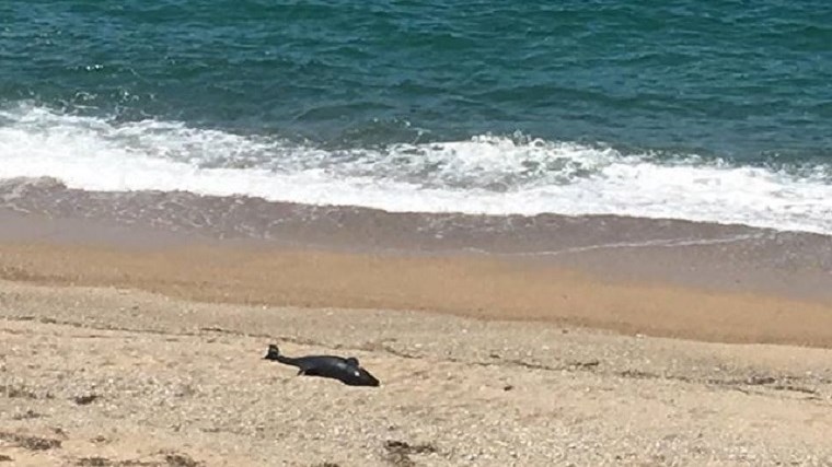 Νεκρό δελφίνι σε ακτή της Πρέβεζας