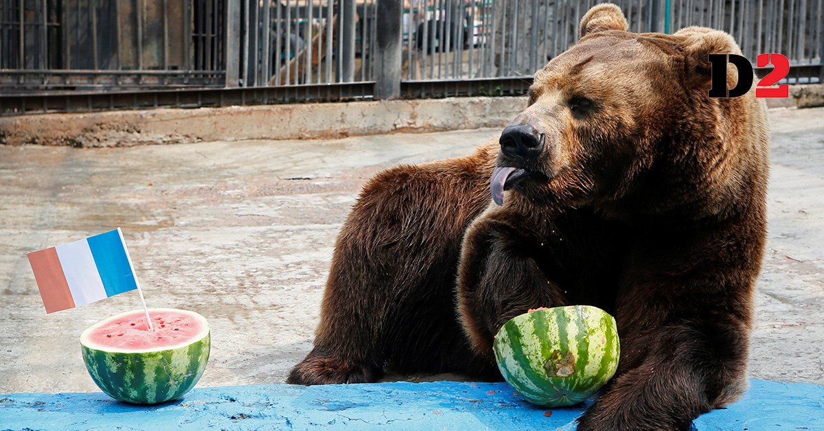 Νίκη της Κροατίας στον τελικό προβλέπει ο αρκούδος Μπούγιαν