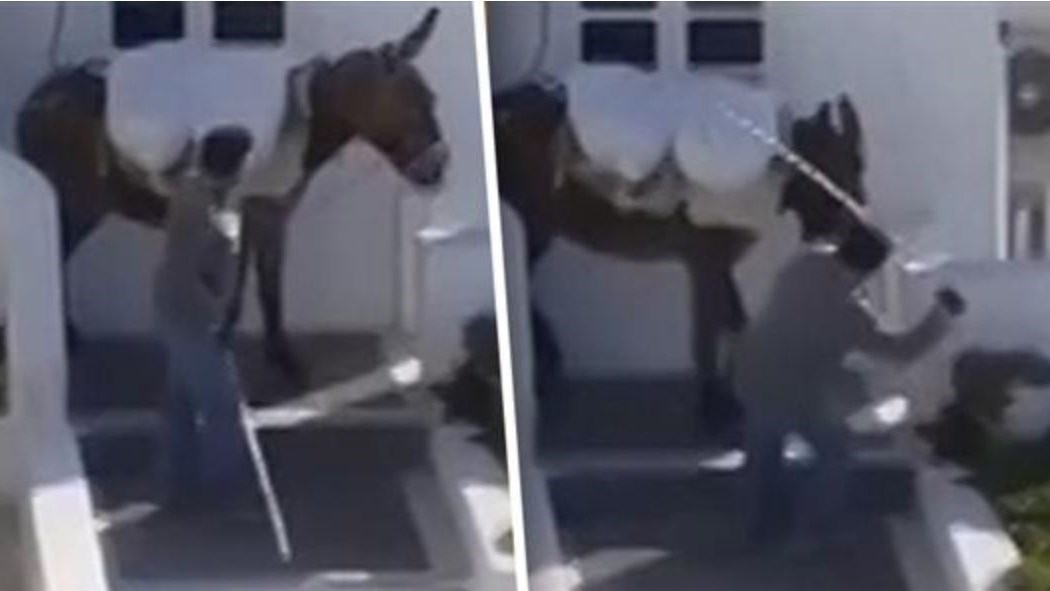 Σάλος με το νέο βίντεο βασανισμού γαϊδουριού στη Σαντορίνη