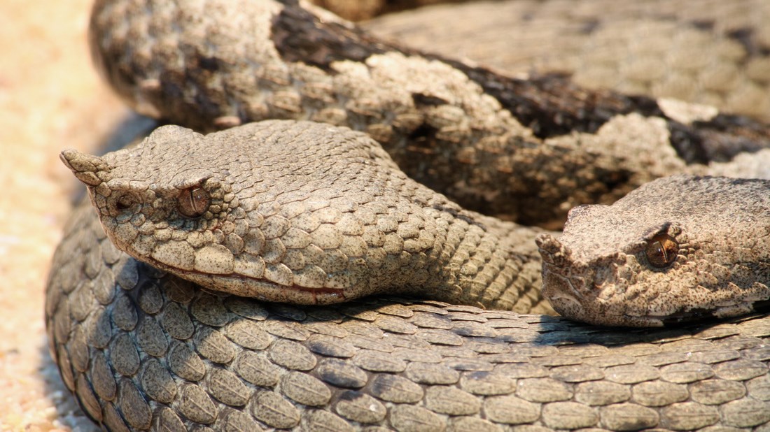 Ώρες αγωνίας για 22χρονο στην Πιερία – Τον δάγκωσε οχιά και δεν υπήρχε αντίδοτο σε όλο το νομό
