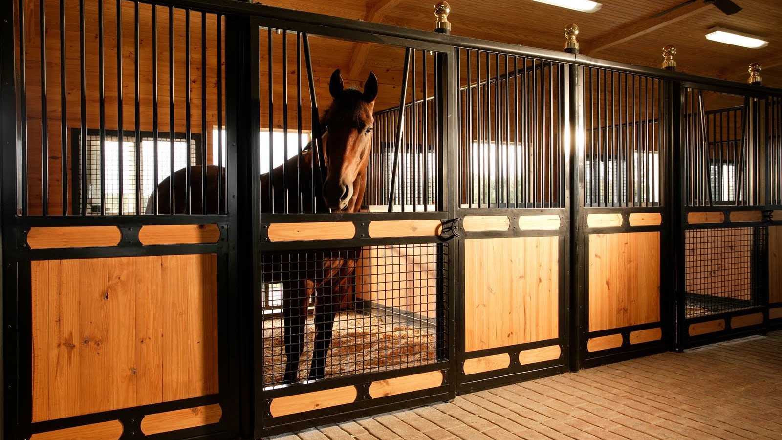 Αυστραλία – Έκανε σεξ με φοράδα γιατί…