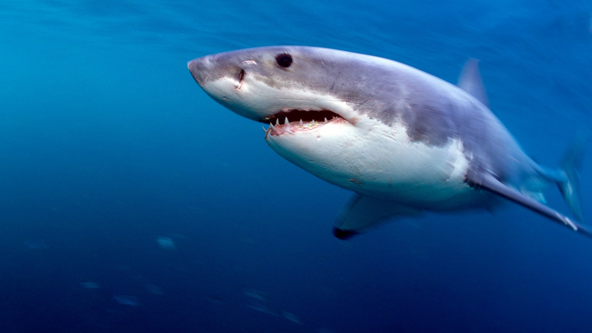 Δύο επιθέσεις από καρχαρίες στη Νέα Υόρκη – 12χρονη και 13χρονος τα θύματα – ΒΙΝΤΕΟ